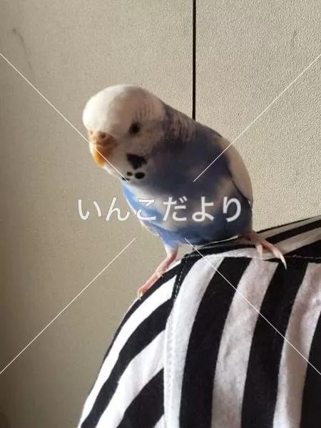 コメントの画像