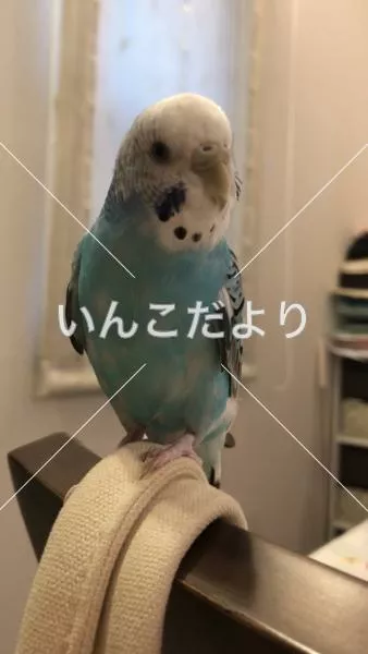 コメントの画像