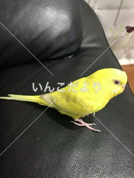 コメントの画像