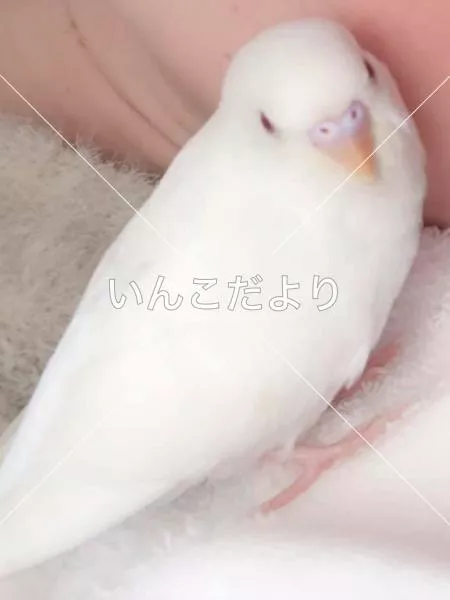 コメントの画像