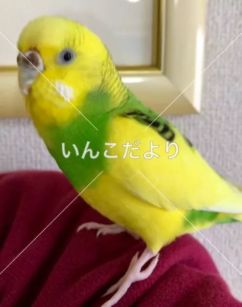 コメントの画像