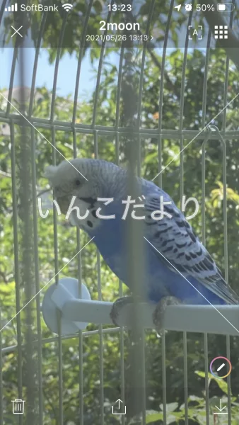 コメントの画像