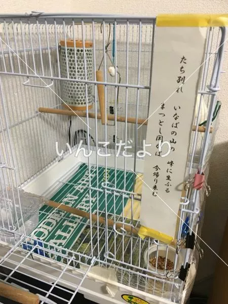 コメントの画像