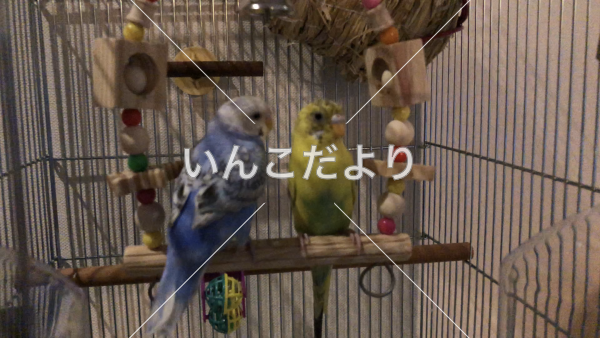 コメントの画像
