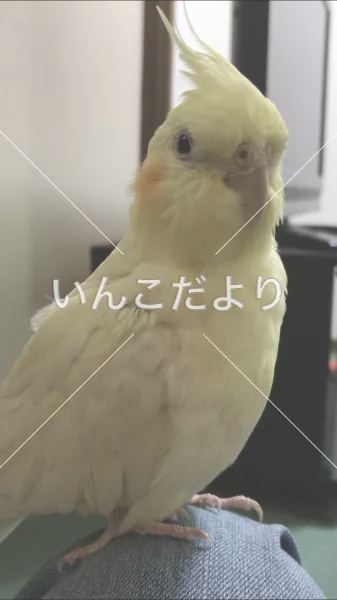 コメントの画像