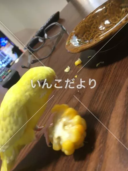 コメントの画像