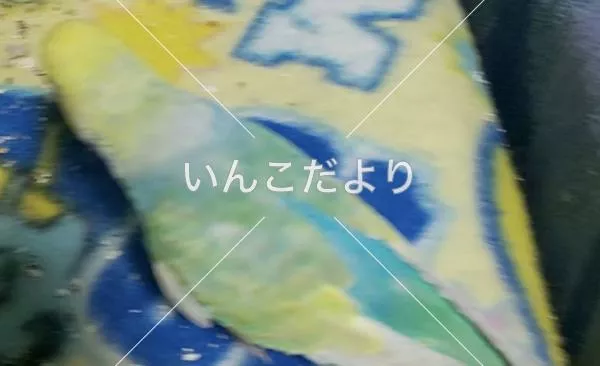 コメントの画像