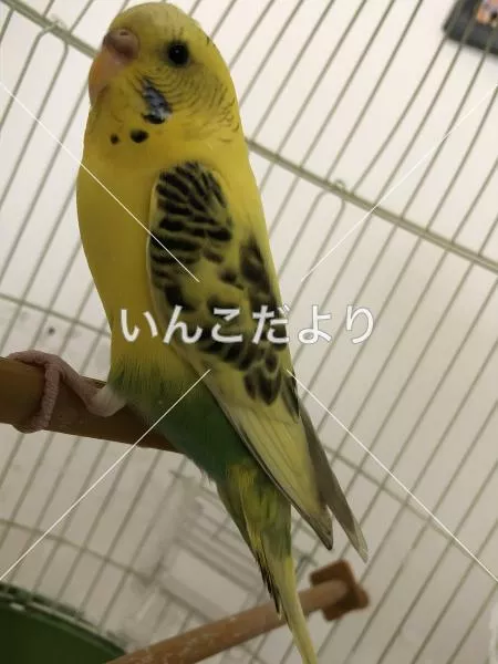 コメントの画像