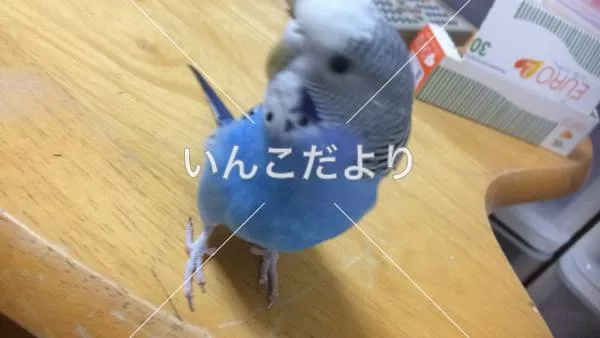 コメントの画像