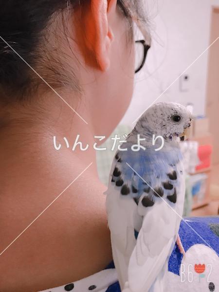 コメントの画像