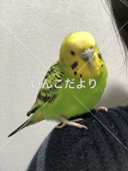 コメントの画像