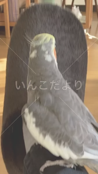 コメントの画像