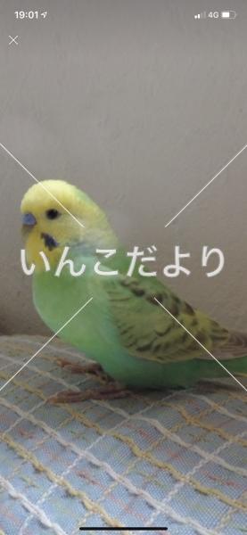 コメントの画像