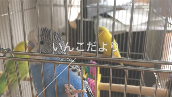 コメントの画像