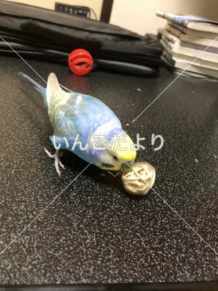 コメントの画像