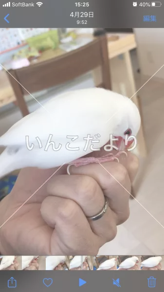 コメントの画像