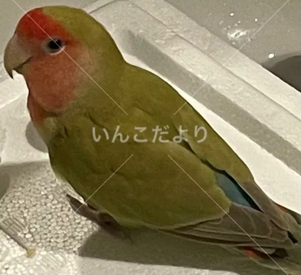 コメントの画像