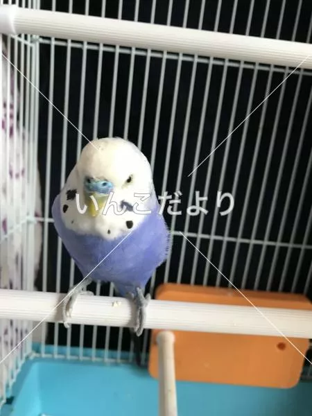 コメントの画像