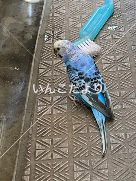 コメントの画像