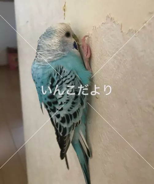 コメントの画像