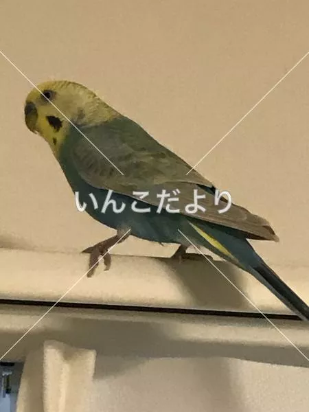 コメントの画像