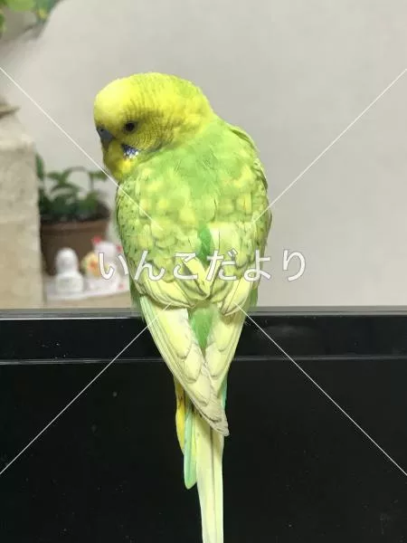 コメントの画像