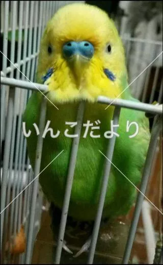 コメントの画像