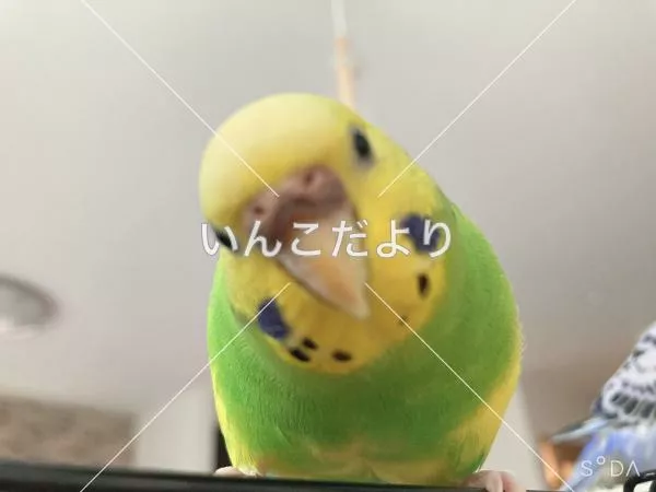 コメントの画像