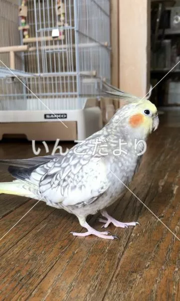 コメントの画像