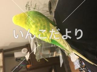 コメントの画像