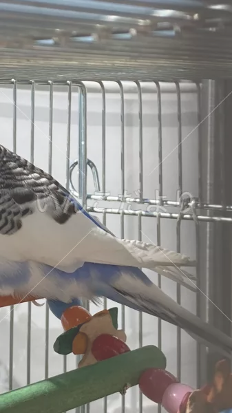 コメントの画像