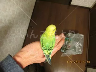 コメントの画像