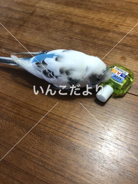 コメントの画像