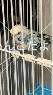 コメントの画像