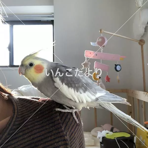 コメントの画像