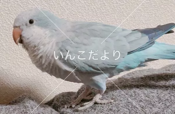 コメントの画像