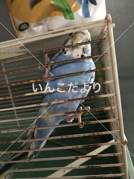 コメントの画像