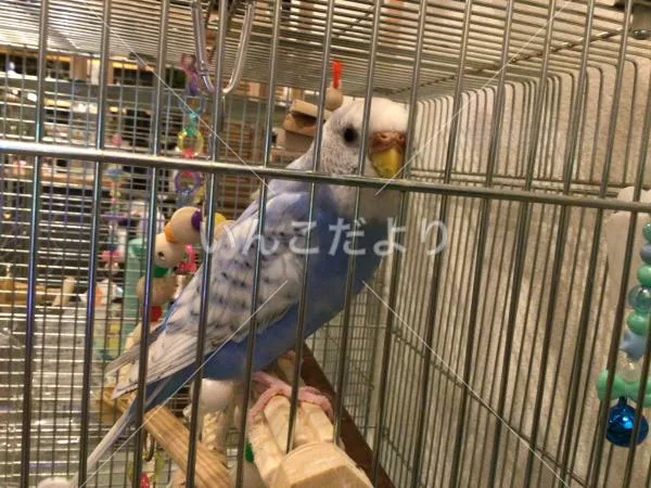 コメントの画像