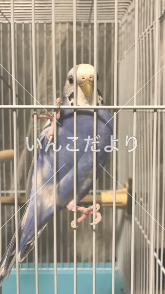 コメントの画像