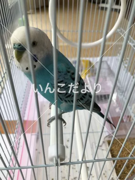 コメントの画像