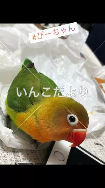 コメントの画像