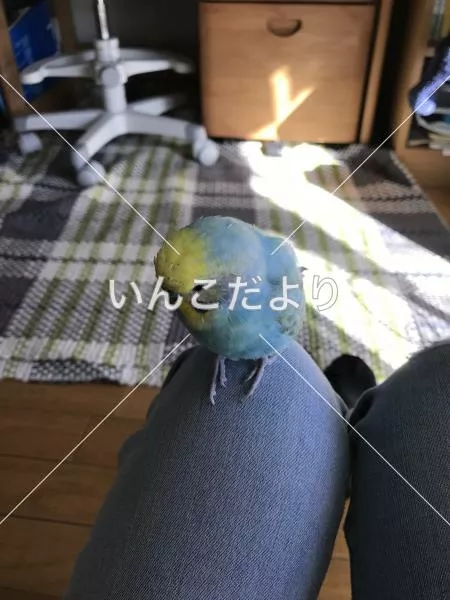 コメントの画像