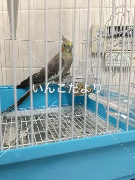 コメントの画像