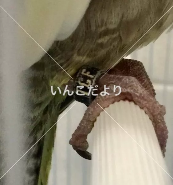 コメントの画像