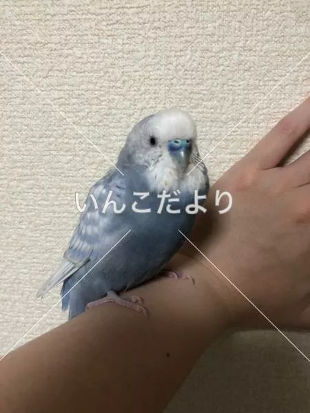 コメントの画像