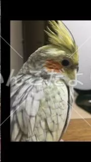 コメントの画像