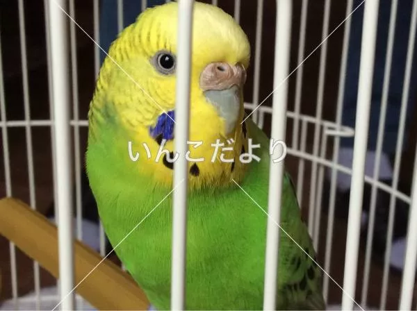 コメントの画像