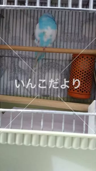 コメントの画像