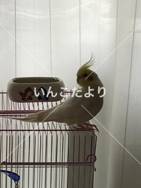 コメントの画像