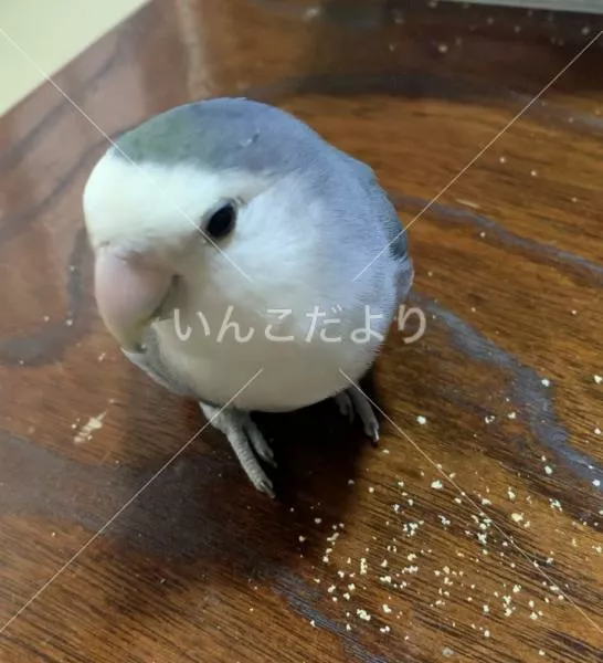 コメントの画像